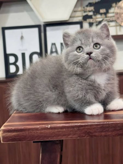 Munchkin
