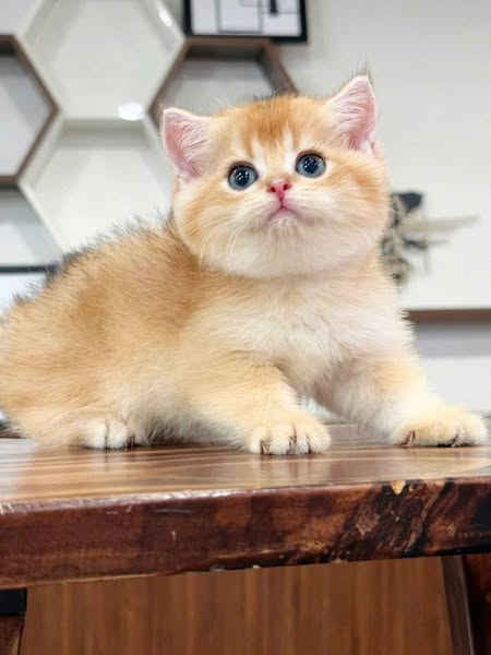 British Shorthair