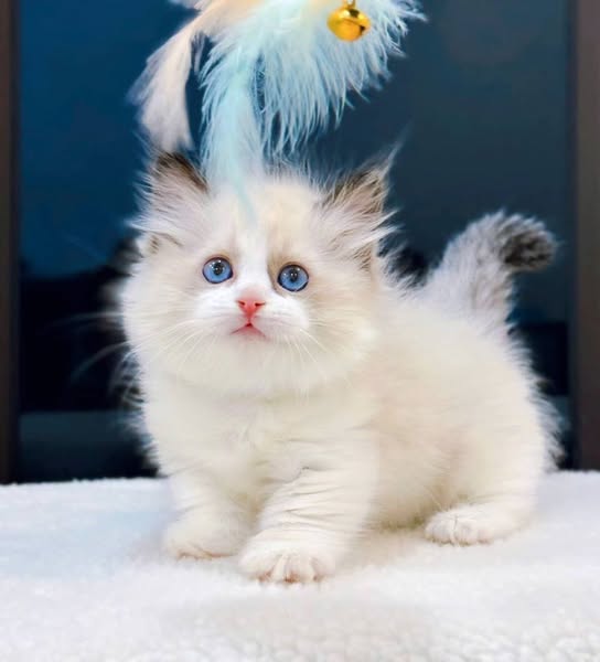 Munchkin Ragdoll