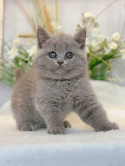 British Shorthair