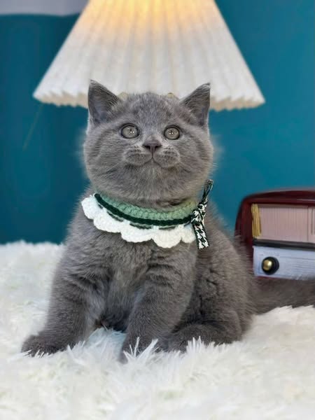 British Shorthair