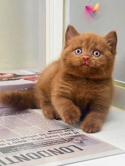 British Shorthair