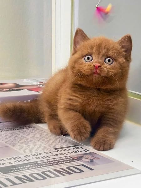 British Shorthair
