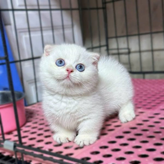 Munchkin Fold