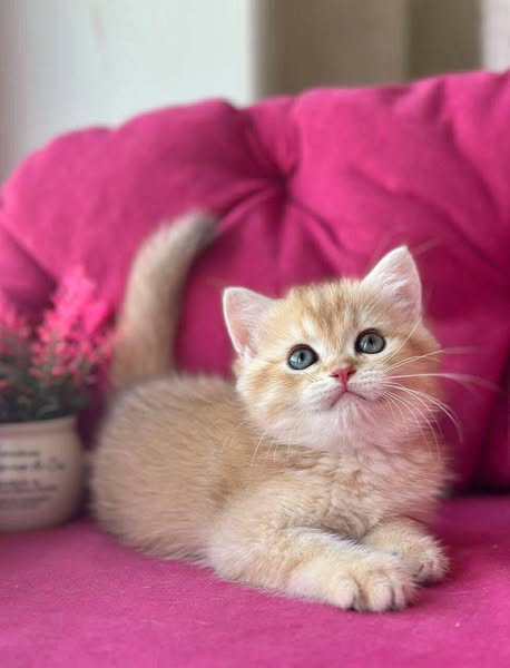 British Shorthair