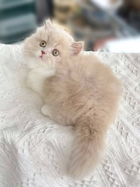 Munchkin Longhair