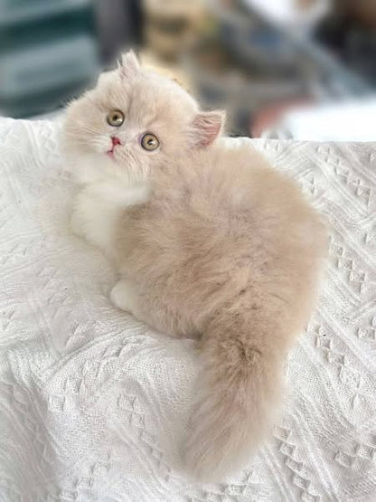 Munchkin Longhair