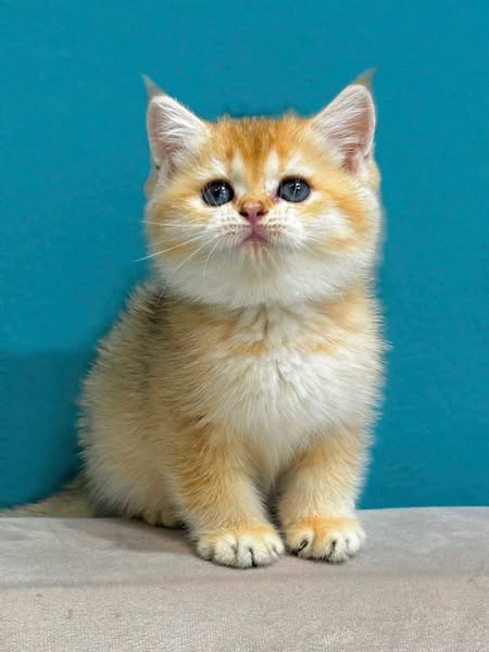 British Shorthair