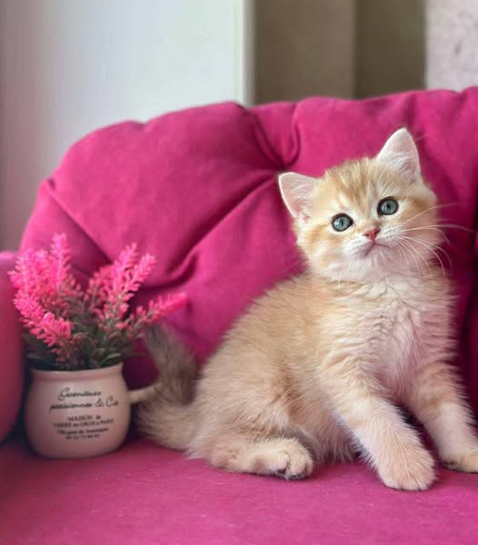 British Shorthair