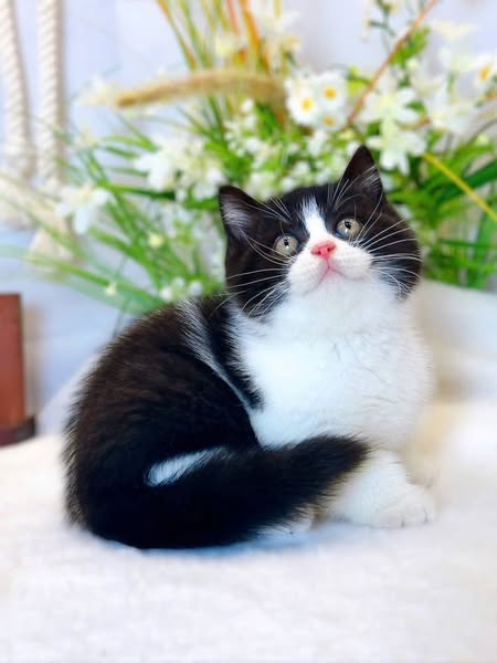 British Shorthair