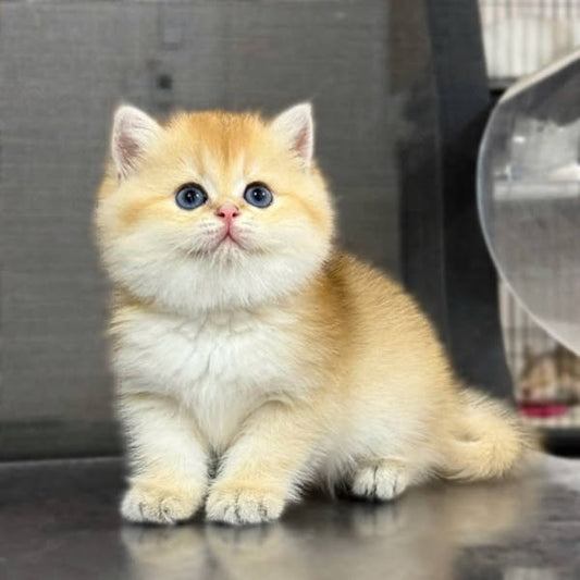 British Shorthair