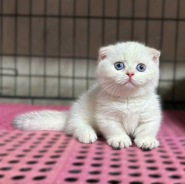 Munchkin Fold