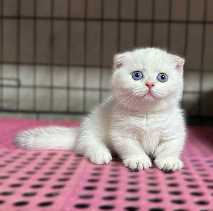 Munchkin Fold