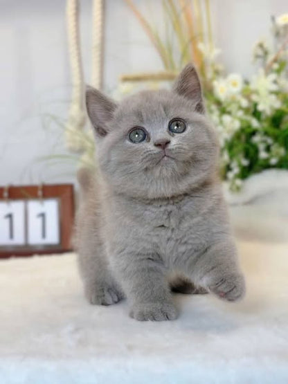 British Shorthair