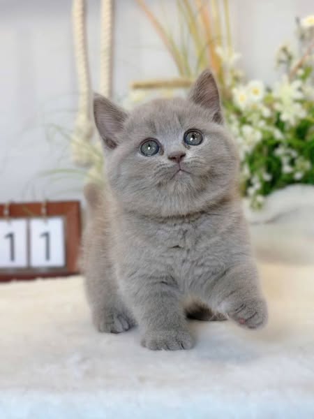 British Shorthair