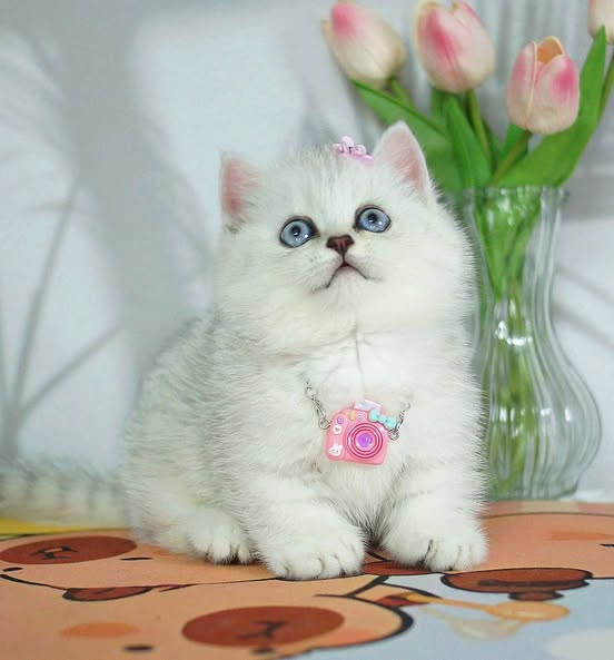 Munchkin