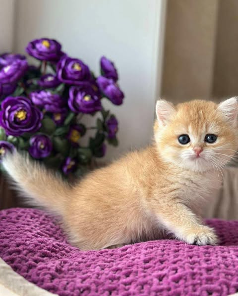 British Shorthair