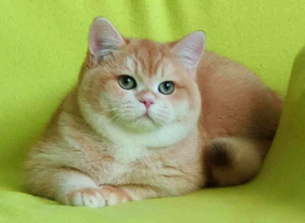 British Shorthair