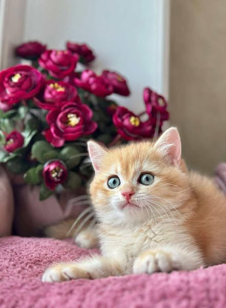 British Shorthair