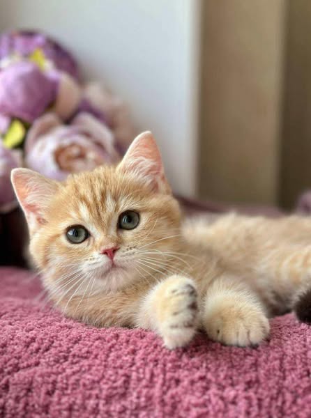 British Shorthair