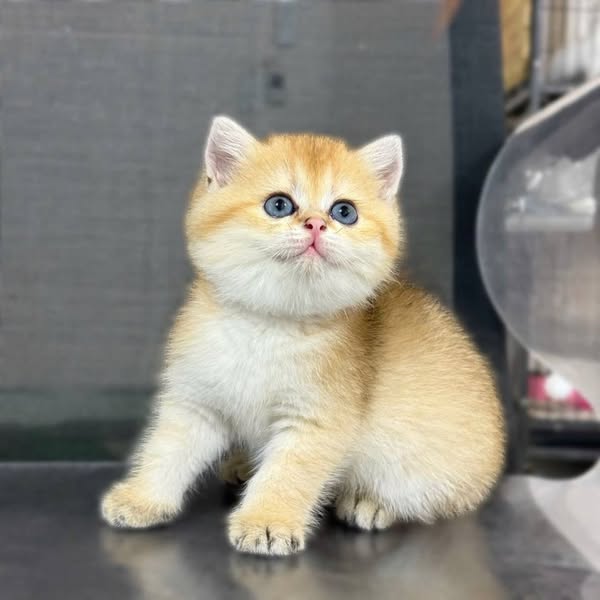 British Shorthair