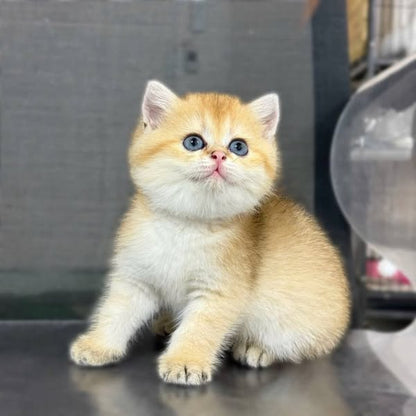 British Shorthair