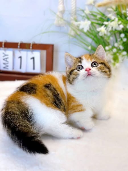 Munchkin
