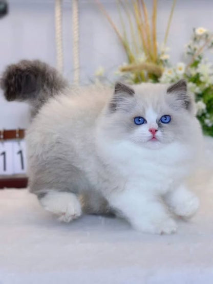 Ragdoll