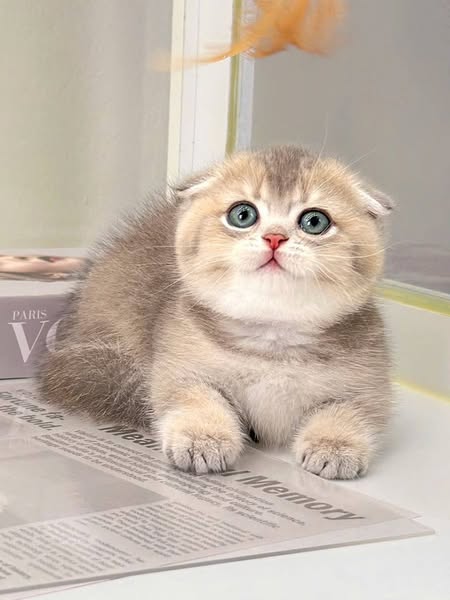 Munchkin Fold