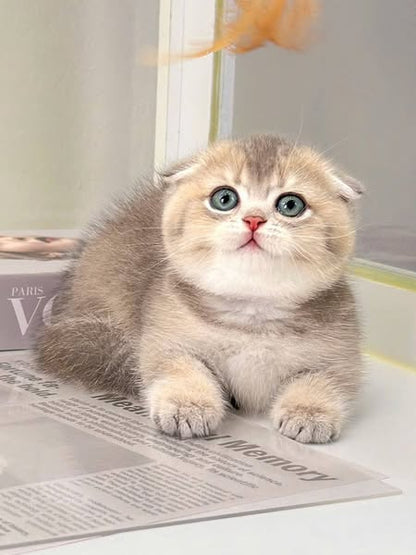 Munchkin Fold
