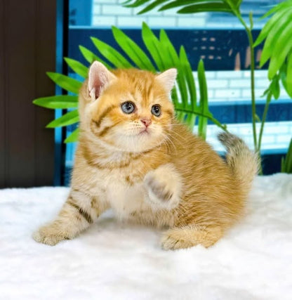 British Shorthair