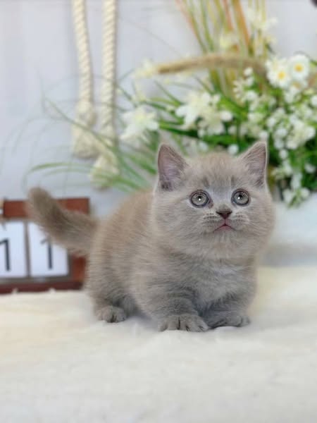 Munchkin
