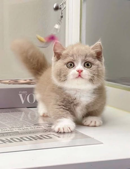 Munchkin
