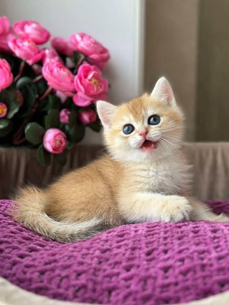British Shorthair