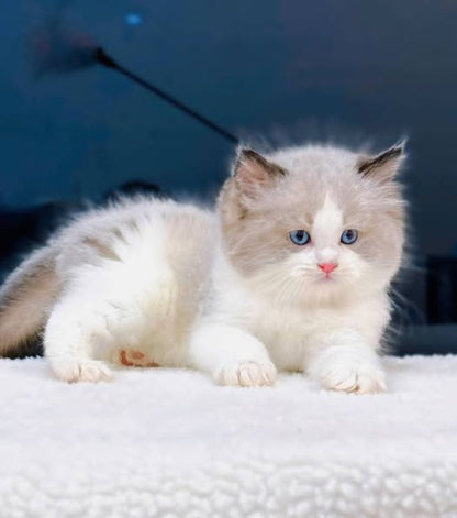 Ragdoll