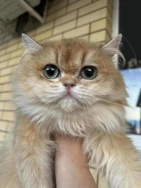 British Longhair