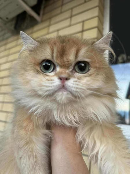 British Longhair
