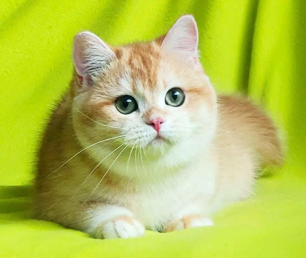 British Shorthair