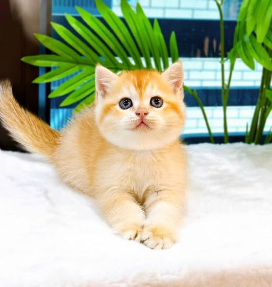 British Shorthair