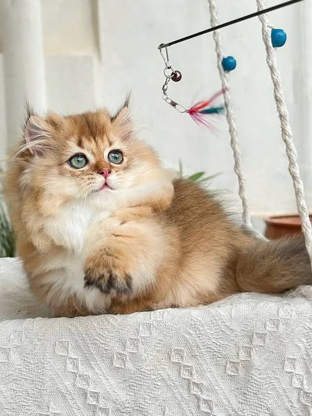 Munchkin Longhair