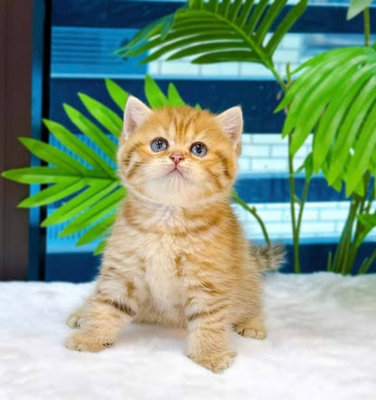 British Shorthair
