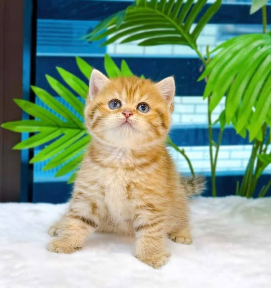 British Shorthair