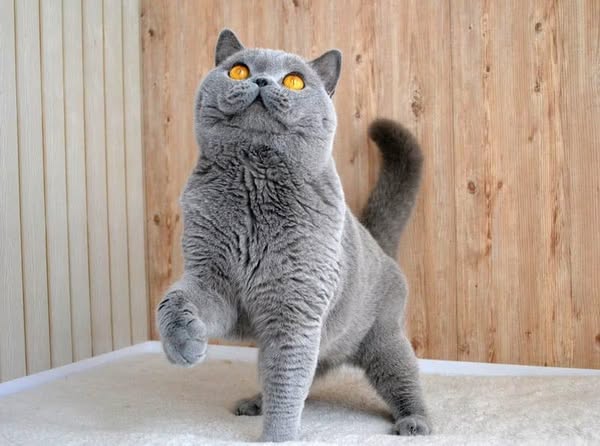 British Shorthair