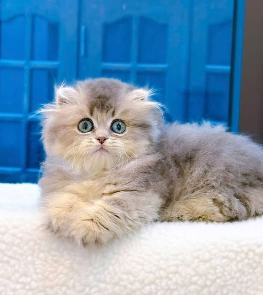Munchkin Longhair