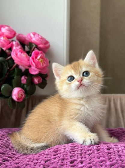 British Shorthair