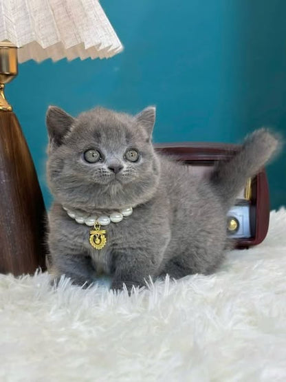 Munchkin