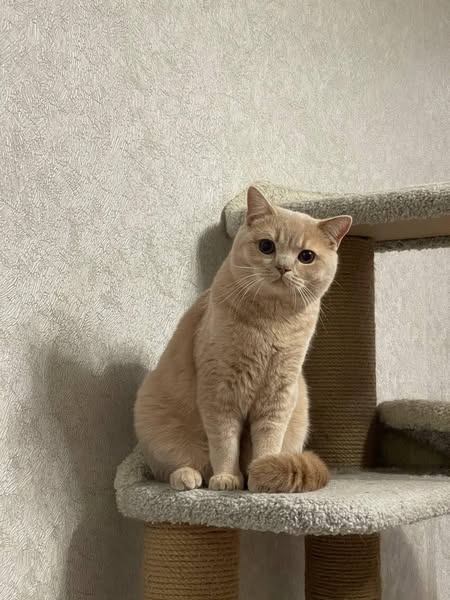 British Shorthair