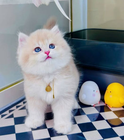 British Longhair