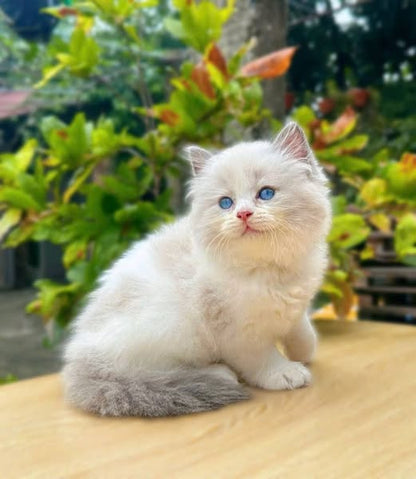 Ragdoll