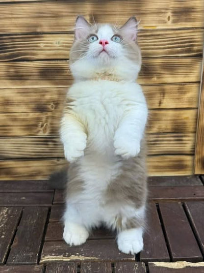 Munchkin